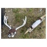 Deer Antlers and Skulls