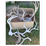 Deer Antlers,