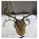 Mounted Deer Antlers