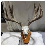 Whitetail Deer Skull Mount