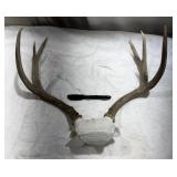 Deer Antler Skull