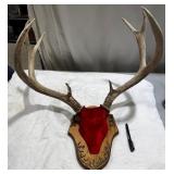 Mounted Deer Antlers