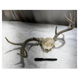 Deer Skull