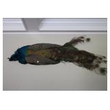 Wall mounted Peacock