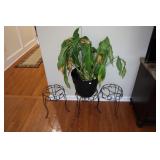 Lot (live house plant and 3 metal plant stands)