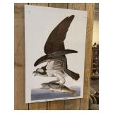 Fish Hawk or Osprey John James Audubon