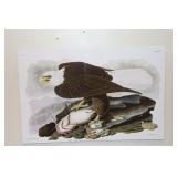 White Headed Eagle John James Audubon Birds of
