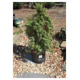 Thuja Smaragd (evergreen shrub) plant