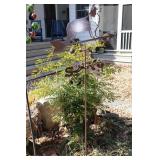 Border Collie weathervane