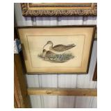 John Gould Whimbrel print from The Birds of