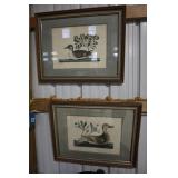 Pair Anas Basamensis framed hand colored
