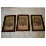 3 - Botanical framed prints marked L Lovett