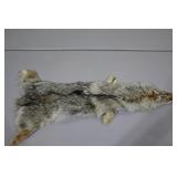 Coyote Pelt