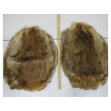 Two Beaver Pelts