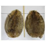 Two Beaver Pelts