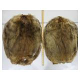 Two Beaver Pelts
