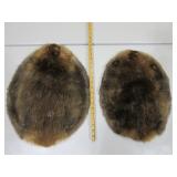 Two Beaver Pelts