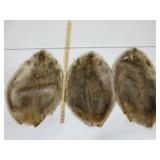 Three Beaver Pelts