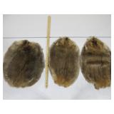 Three Beaver Pelts