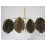 Four Beaver Pelts