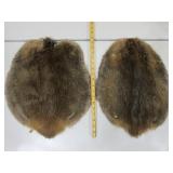 Two Beaver Pelts
