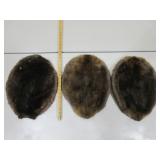 Three Beaver Pelts