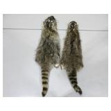 Two Raccoon Pelts