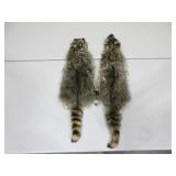 Two Raccoon Pelts
