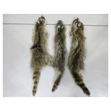 Three Raccoon Pelts