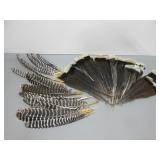 Turkey Feathers