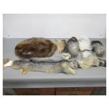 Fox Trails and Friends