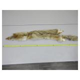 Coyote Pelt