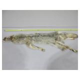 Coyote Pelt