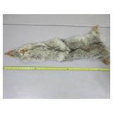 Coyote Pelt