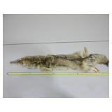 Coyote Pelt