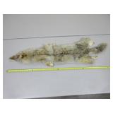 Coyote Pelt