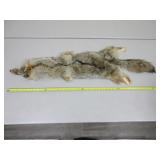 Coyote Pelt