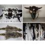 Hides, Furs & Rustic Western Goods Auction
