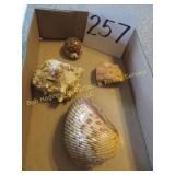 Sea Shells