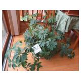 Live Schefflera Plant