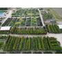 BROWNS NURSERY AUCTION