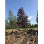 BROWNS NURSERY INVENTORY REDUCTION AUCTION 