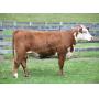 ESF E05 2504 Ulyssa H453