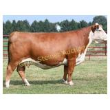 GLENVIEW Z426 ELANA J6