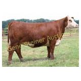 BERG 81E QUEEN 1M