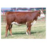 KC 569G NORA 9146 2145