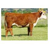CHF 0183 PRINCESS 4015