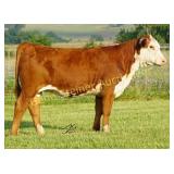 CHF 156J LADY BELLE 5019