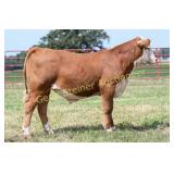 KC PRINCE 3295