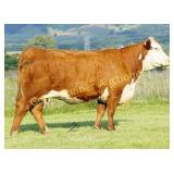 CHF 132E DEW 0079